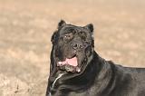 CANE CORSO 1398